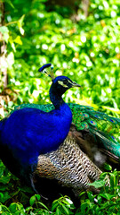 Obraz premium peacock in the park Łazienki Królewskie Warsaw Poland animal paw