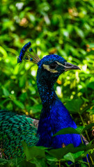 Obraz premium peacock in the park Łazienki Królewskie Warsaw Poland animal paw