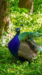 Obraz premium peacock in the park Łazienki Królewskie Warsaw Poland animal paw