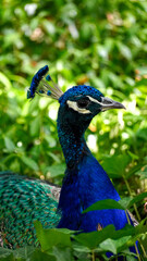 peacock in the park Łazienki Kr&oacute;lewskie Warsaw Poland animal paw