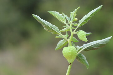 wild ground cherry (Physalis) in summer
