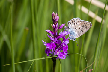 a blue butterfly with black dots called Mazarine blue on a purple orchid and green blurred background