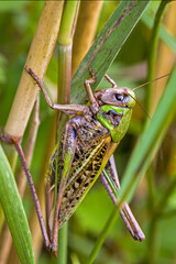 close-up of a green-brown fierce grasshopper of the species wart-biter on a blade of grass