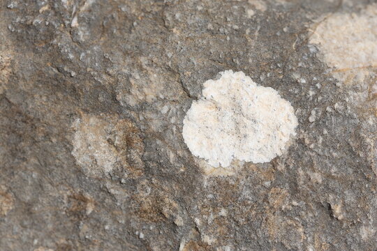 close up of texture a stone with lichene