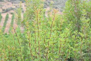 Pistacia lentiscus  is a dioecious evergreen shrub or small tree of the genus Pistacia native to the Mediterranean Basin