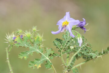 Solanum virginianum is a medicinal plant used mostly in India