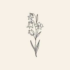 Hand drawn bluebell flower illustration