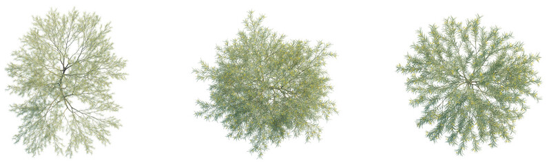  Parkinsonia aculeata tree plant 4k png cutout