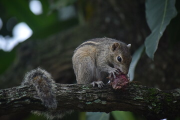 Obraz premium squirrel on a tree