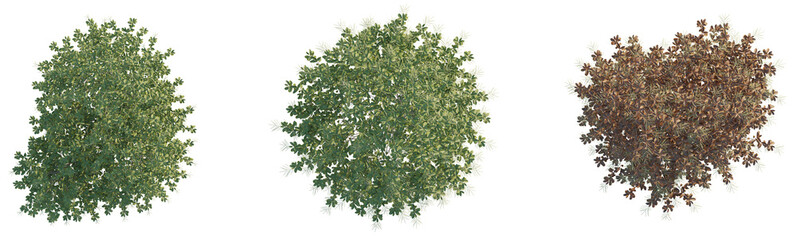 Oxydendrum arboreum tree plant 4k png cutout