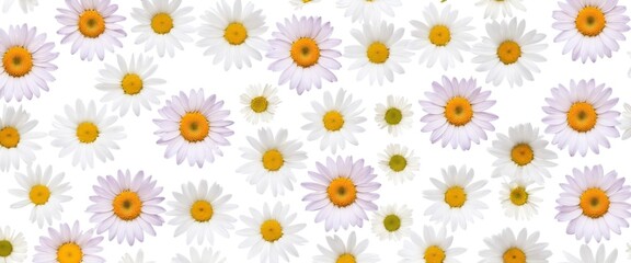 Chamomile flowers collection on white. Set of colorful Chamomile or Daisy flowers background, top view. Floral pattern.