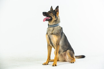 German shepherd dog on a white background, close-up portrait.