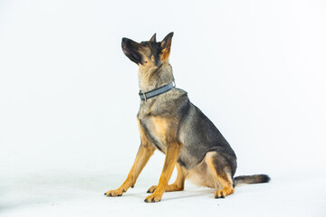 German shepherd dog on a white background, close-up portrait.