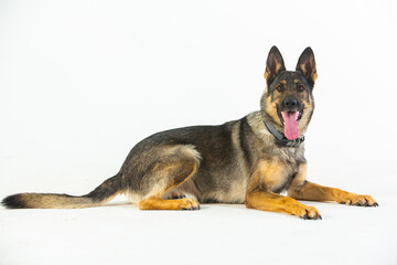 German shepherd dog on a white background, close-up portrait.