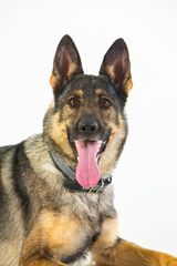 German shepherd dog on a white background, close-up portrait.