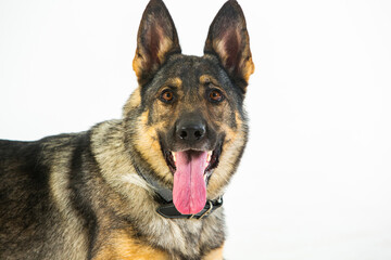 German shepherd dog on a white background, close-up portrait.