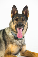 German shepherd dog on a white background, close-up portrait.