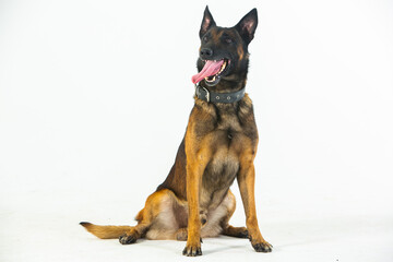 German shepherd dog on a white background, close-up portrait.