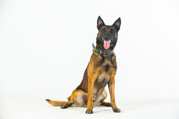 German shepherd dog on a white background, close-up portrait.