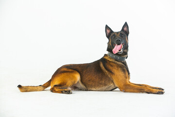 German shepherd dog on a white background, close-up portrait.