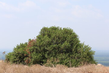 Pistacia lentiscus is a dioecious evergreen shrub or small tree of the genus Pistacia native to the Mediterranean Basin