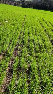 Planta&ccedil;&atilde;o de trigo no sul do Brasil, Santa Catarina
