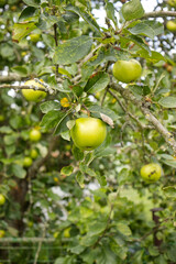 Beautiful green apple on a tree branch. An apple on a branch. Leaves, fruit, tree, fruits. An apple with a reflection of the sun. Morning, season. Sun rays falling on an apple on a tree.