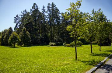 Fototapeta premium Park on a sunny day. Trees and grass bathed in sunlight. Sunny day, summer, season. Footpath in the park. Blue sky without clouds.