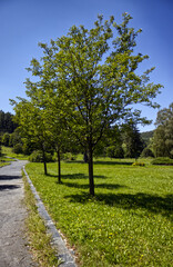 Park on a sunny summer day. A tree-lined avenue along the sidewalk in the park. Blue clear sky. Nature, grass, trees, park, sidewalk.
