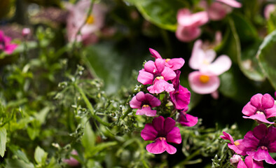 Detail of the flowers of an ornamental plant in a flowerpot. Floral garden decoration. Beautiful flowers, decoration for the garden. Flower, plant, flowers.