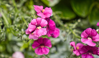 Detail of the flowers of an ornamental plant in a flowerpot. Floral garden decoration. Beautiful flowers, decoration for the garden. Flower, plant, flowers.