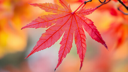 A close-up of a vibrant red maple leaf, symbolizing Canadian nature and autumn seasonal change.