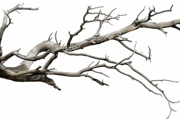 Dry Branch. Tree Branch Stick Element in Old Wood on White Background
