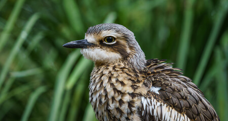 Bush Stone-Curlew
