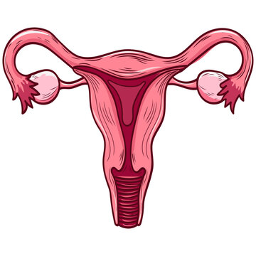 recommend clip art: Illustration of female uterus drawing, in line art style, bright, line, vector