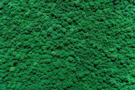 The background is made of live green moss. Eco-friendly wall decoration with plants.