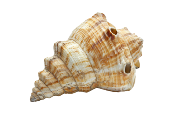 Bellow Isolated on Transparent Background.