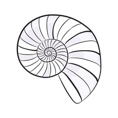 Hand Drawn Nautilus Shell Illustration