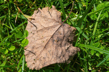 A dried brown aspen leaf against the background of thick green grass