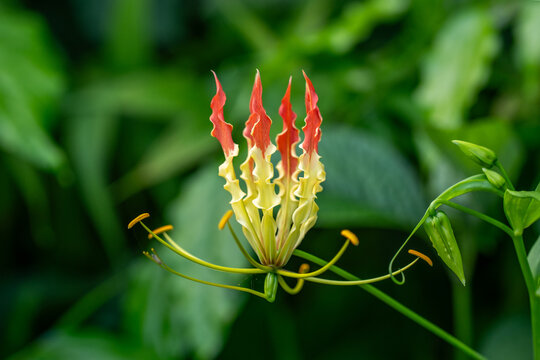 Flame Lily, also known as Gloriosa superba, is a stunning tropical flower with vibrant petals. Unique beauty and captivating presence in the garden