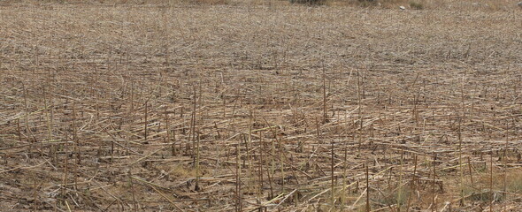 preharvest sunflower stalks in the field