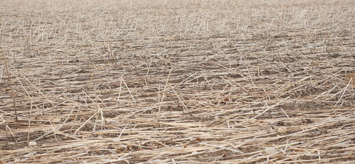 Post-harvest sunflower residues on the field 