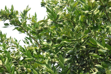 ripening green tangerines on the tree