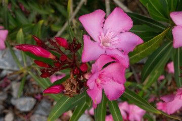 Closeup of the pink-red flowers and flower buds of Oleander 