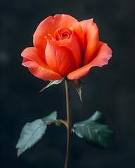Vibrant Fluorescent Red Rose Blooming on a Minimalist Black Background