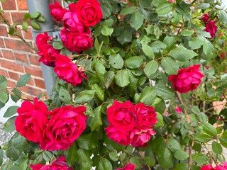 Vibrant pink, white, and red oleander blooms burst forth from lush green shrubs