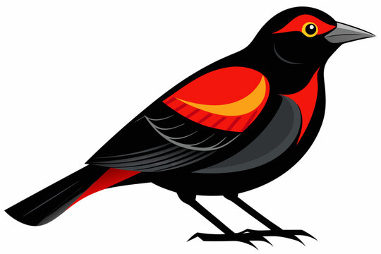  Red-winged Blackbird vector art illustration