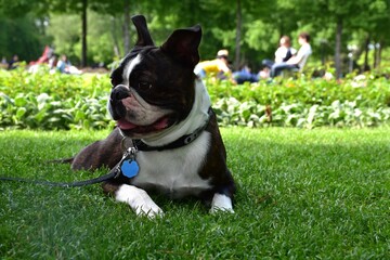 Boston Terrier on the grass. One year old. Black brindle and white.