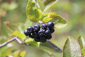 Sweden. Aronia melanocarpa, called the black chokeberry, is a species of shrubs in the rose family native to eastern North America, ranging from Canada to the central United States.