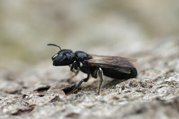 Closeup on athe all black Mediterranean Cucumber Small Carpenter solitary bee, Ceratina cucurbitina